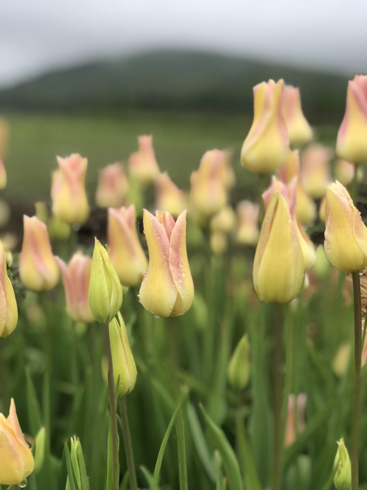 Spring Tulip Share