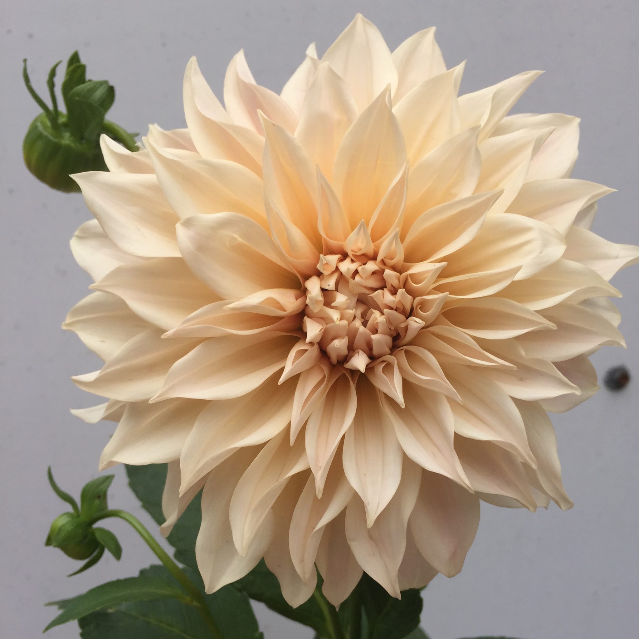 Dahlia 'Cafe au Lait'