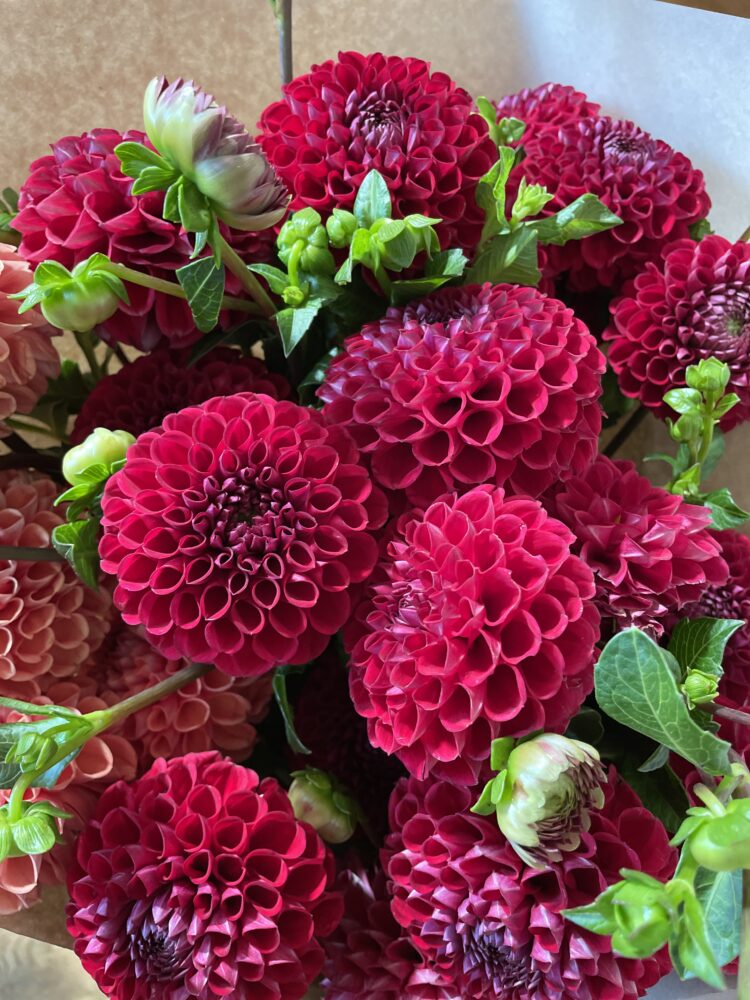 Cornel, dahlia tuber