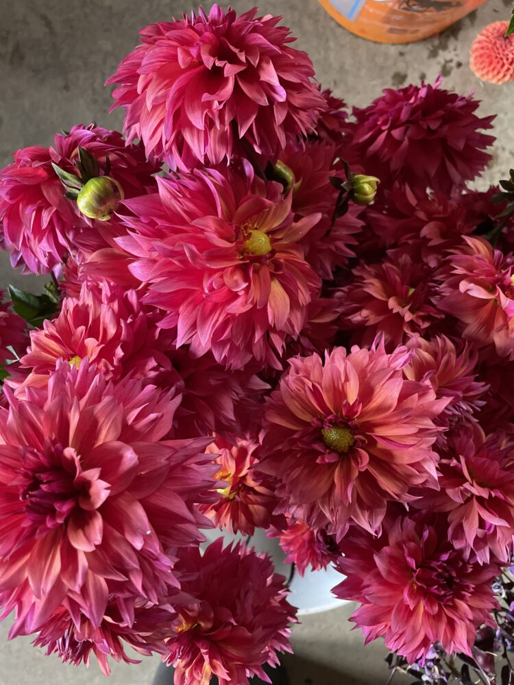 Sonic Bloom, dahlia tuber - Image 3