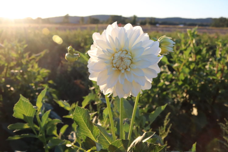 Center Court, dahlia tuber