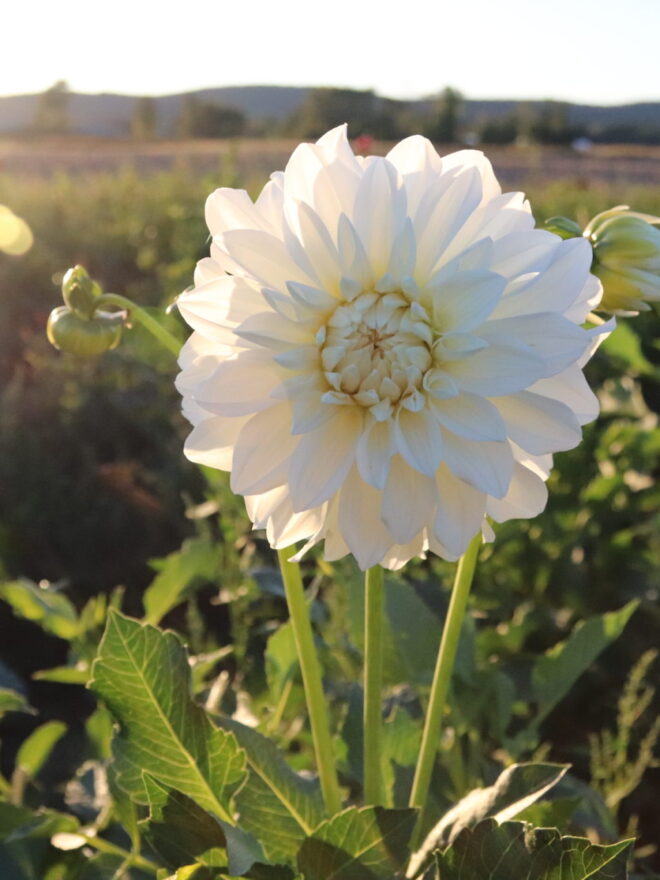 Center Court, dahlia tuber