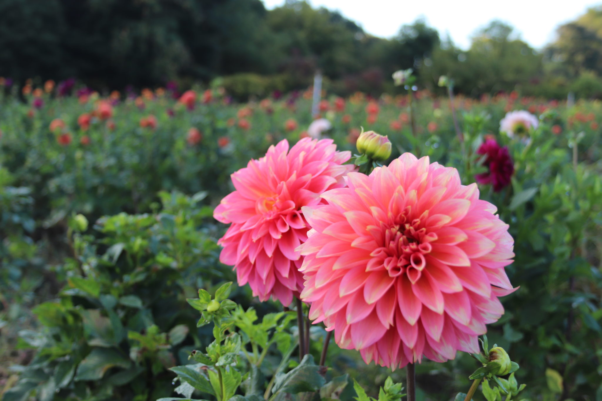 Kenora Lisa, dahlia tuber
