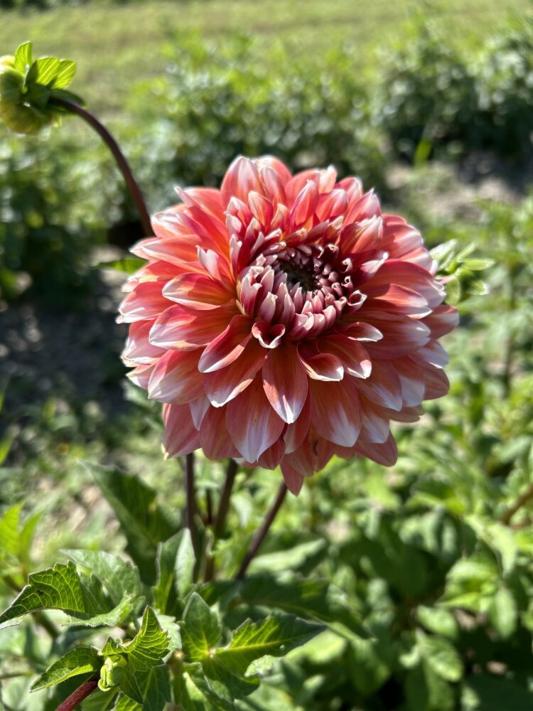 Tuber Collection: Our Best Pinks - Image 8