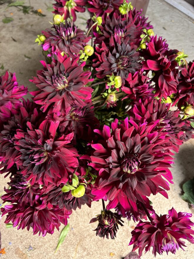 Rip City, dahlia tuber