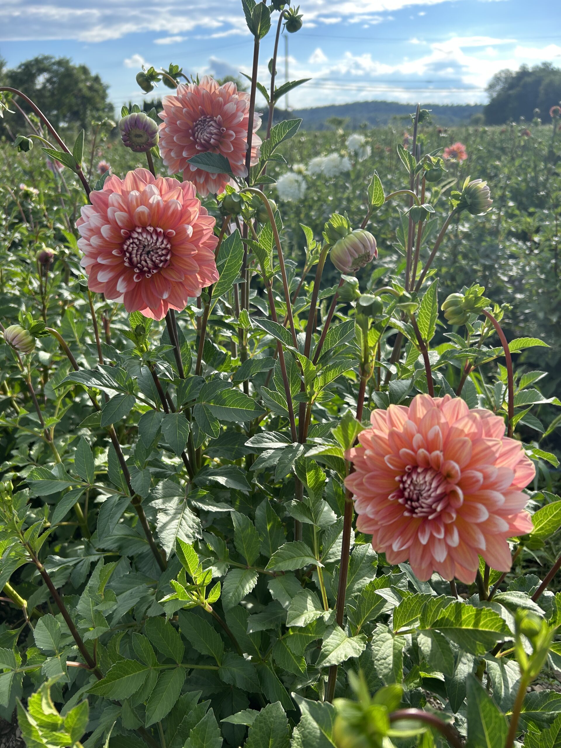 A la Mode, dahlia tuber - Image 4