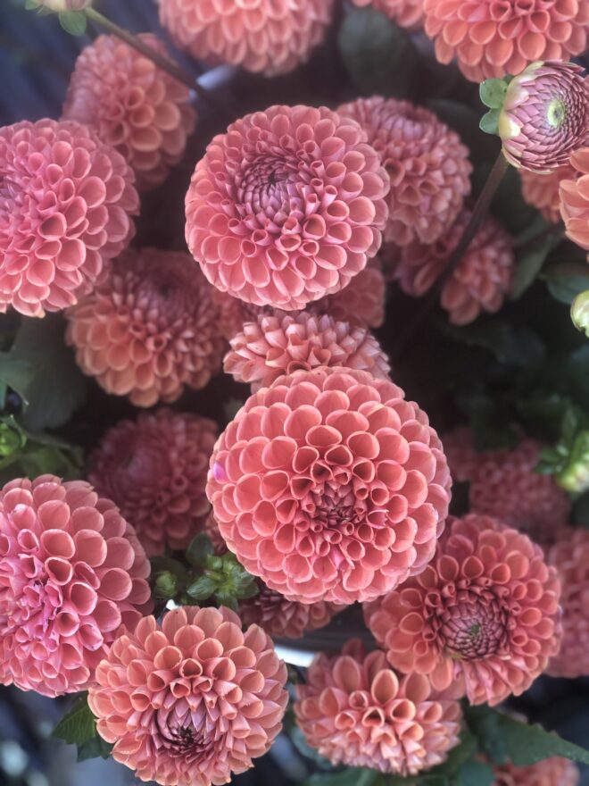 Cornel Bronze, dahlia tuber