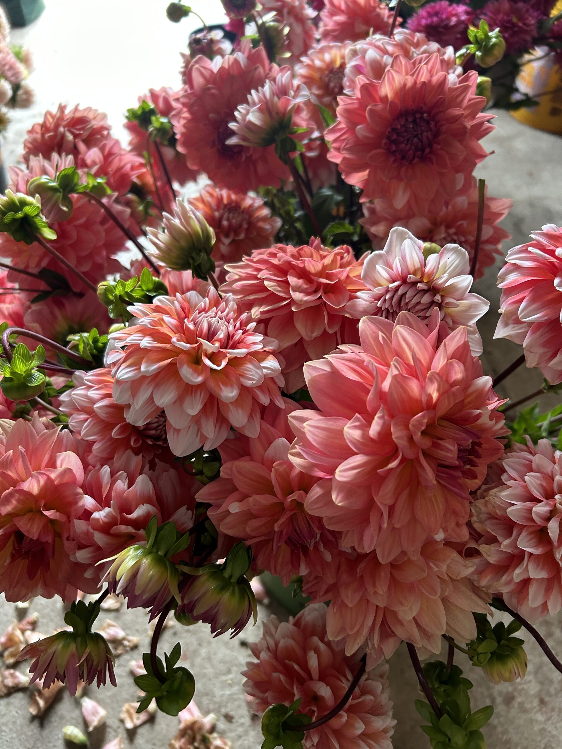 A la Mode, dahlia tuber - Image 2