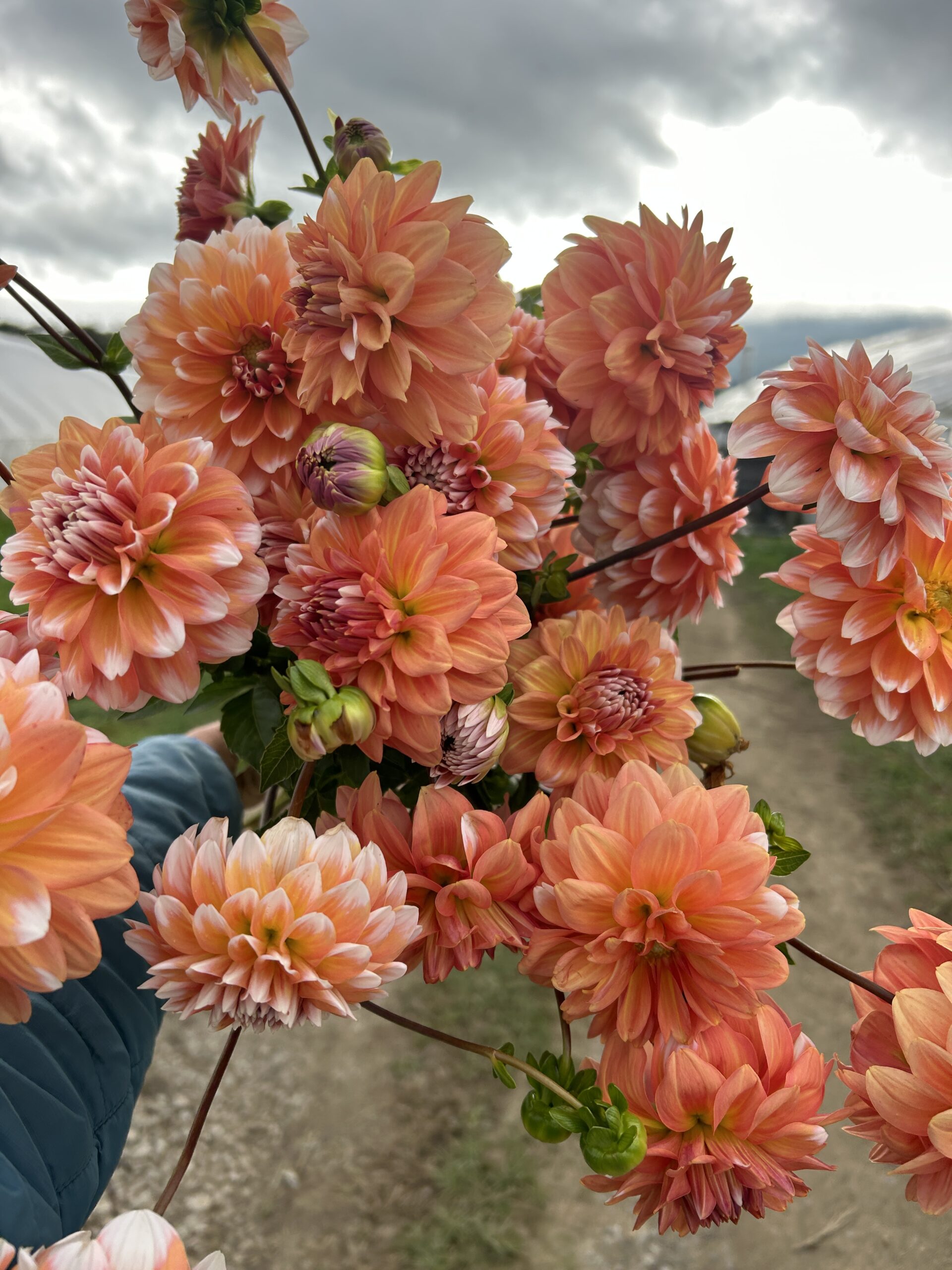 A la Mode, dahlia tuber