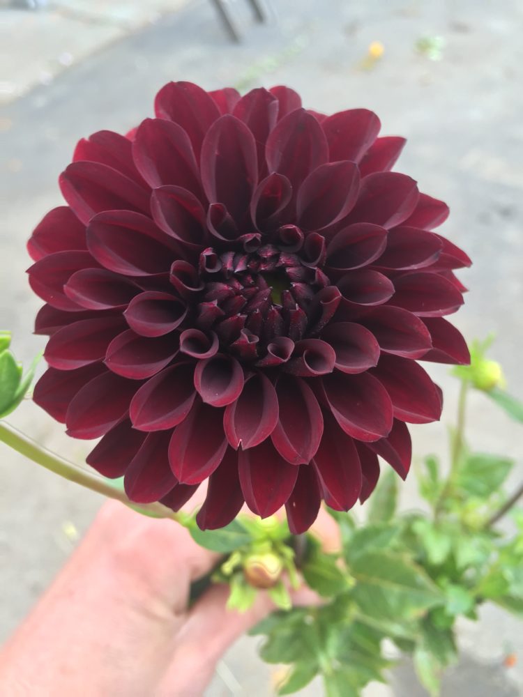 Black Satin, dahlia tuber