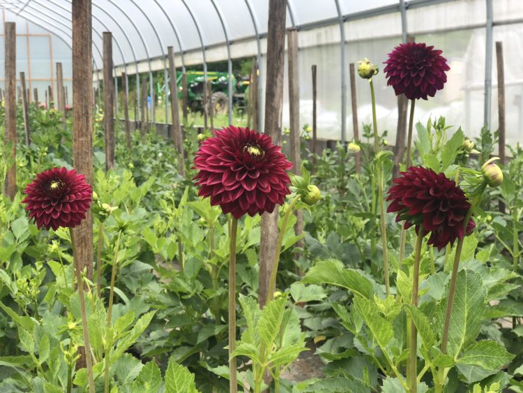 Black Satin, dahlia tuber - Image 2