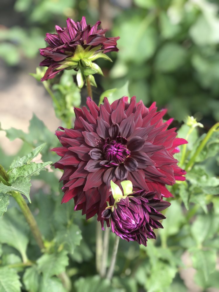 Rip City, dahlia tuber - Image 3
