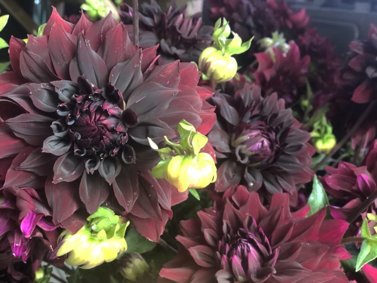 Rip City, dahlia tuber - Image 2