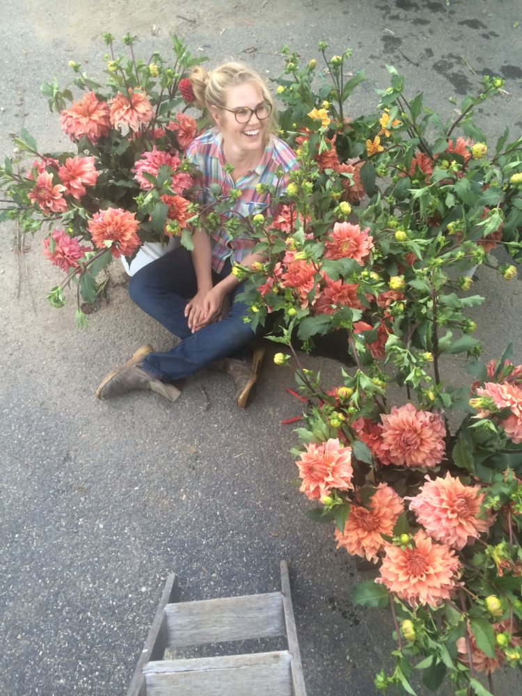 Sierra Glow, dahlia tuber - Image 3