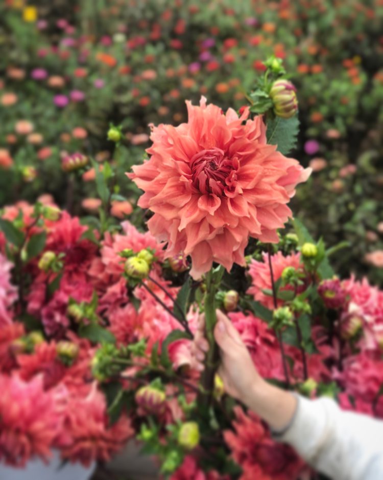 Sierra Glow, dahlia tuber - Image 2