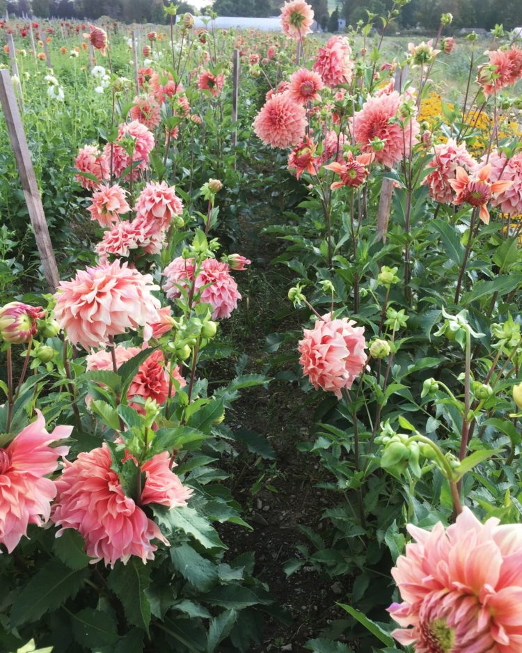 Sierra Glow, dahlia tuber