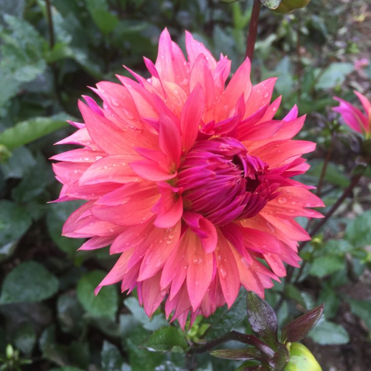 Sonic Bloom, dahlia tuber