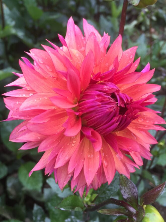 Sonic Bloom, dahlia tuber