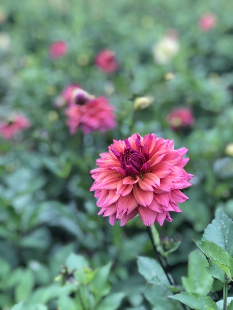 Sonic Bloom, dahlia tuber - Image 2