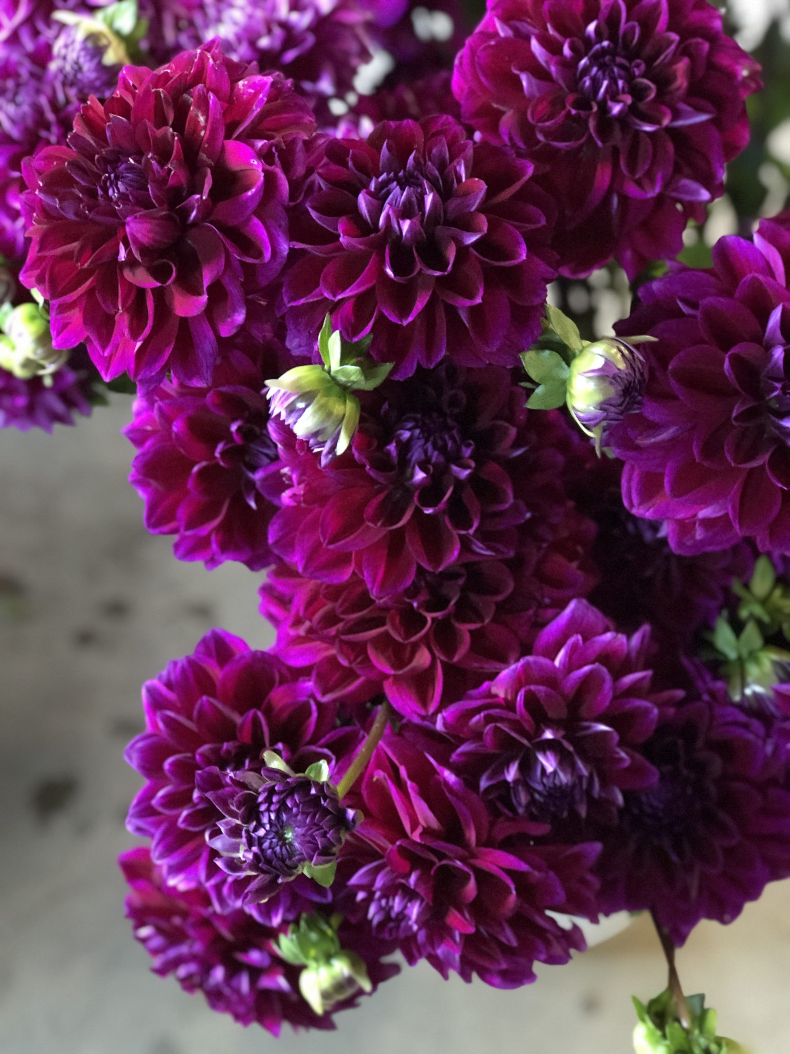 Boogie Nites, dahlia tuber - Image 4