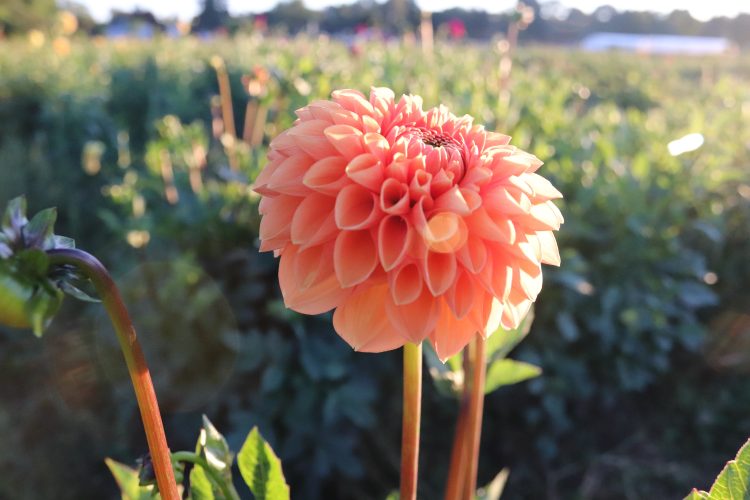 Maarn, dahlia tuber