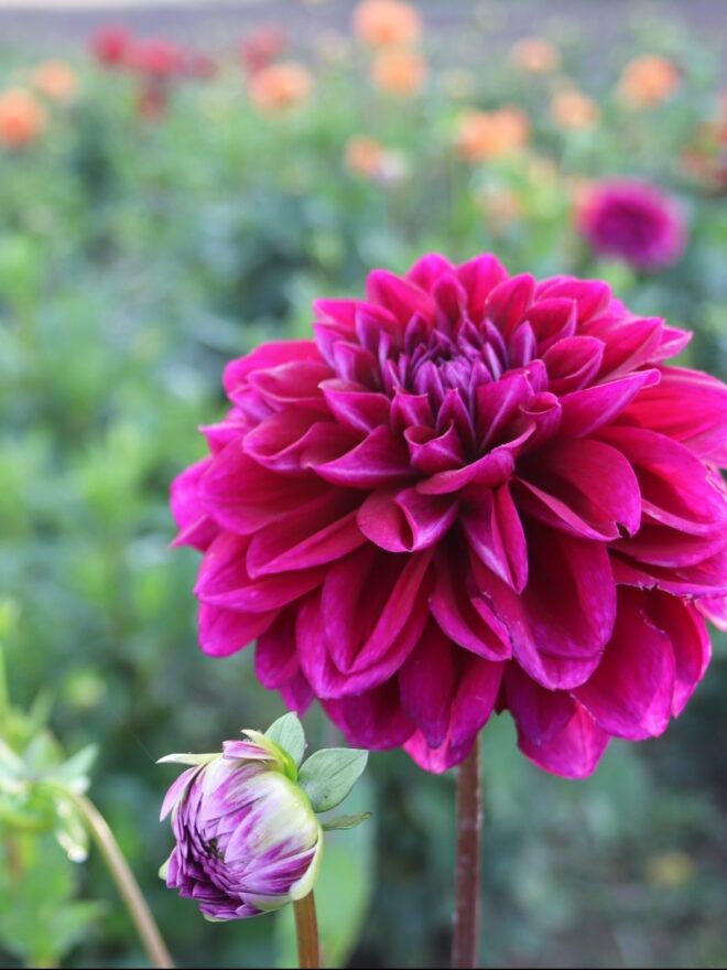Boogie Nites, dahlia tuber