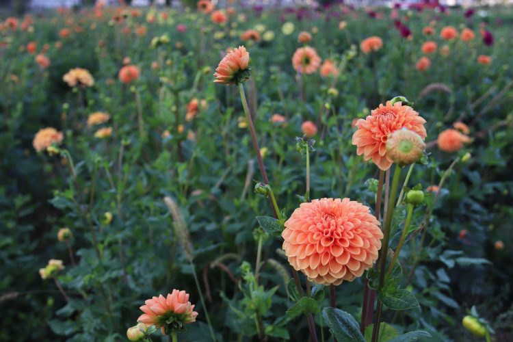 Maarn, dahlia tuber - Image 3