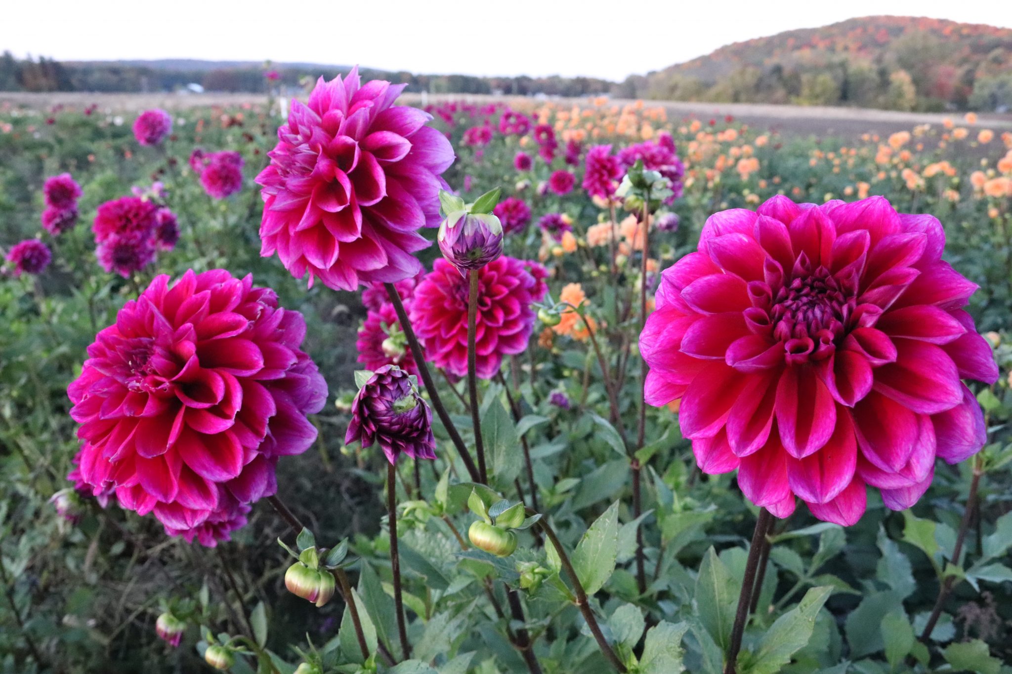 Boogie Nites, dahlia tuber - Image 3