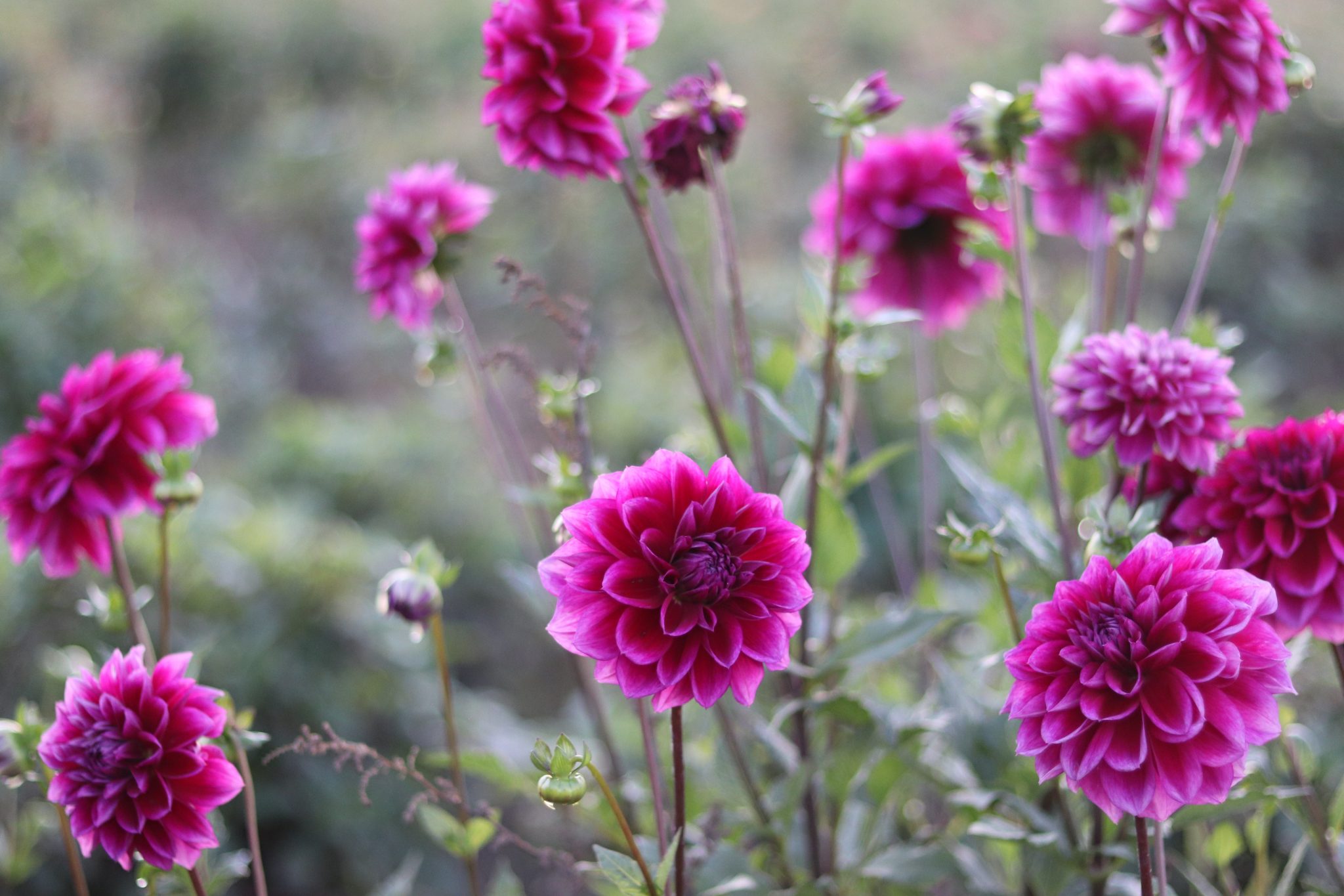 Boogie Nites, dahlia tuber - Image 6