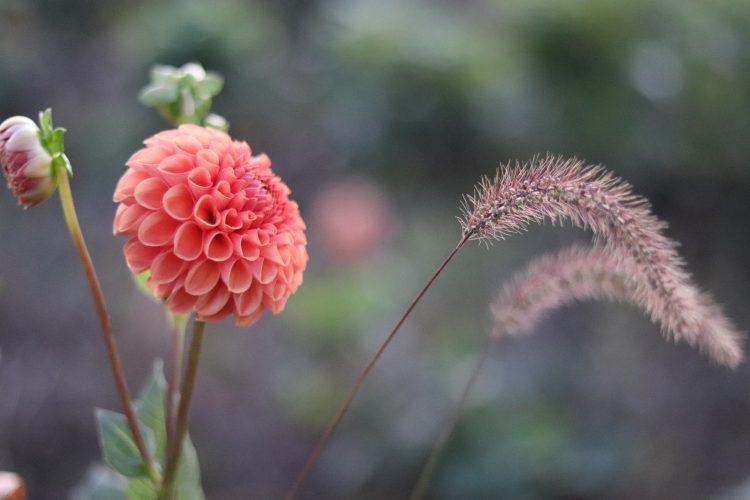 Maarn, dahlia tuber - Image 4