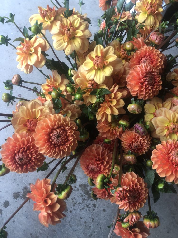 Maarn, dahlia tuber - Image 2