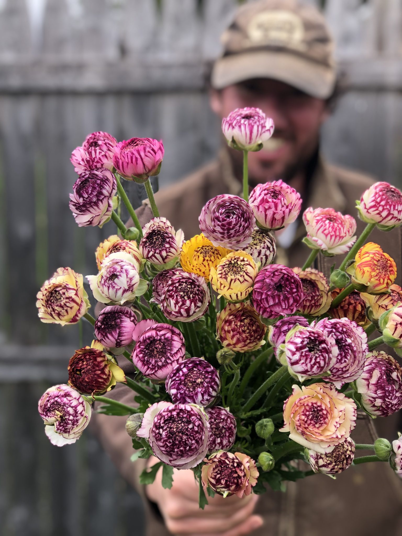Ranunculus - Striped