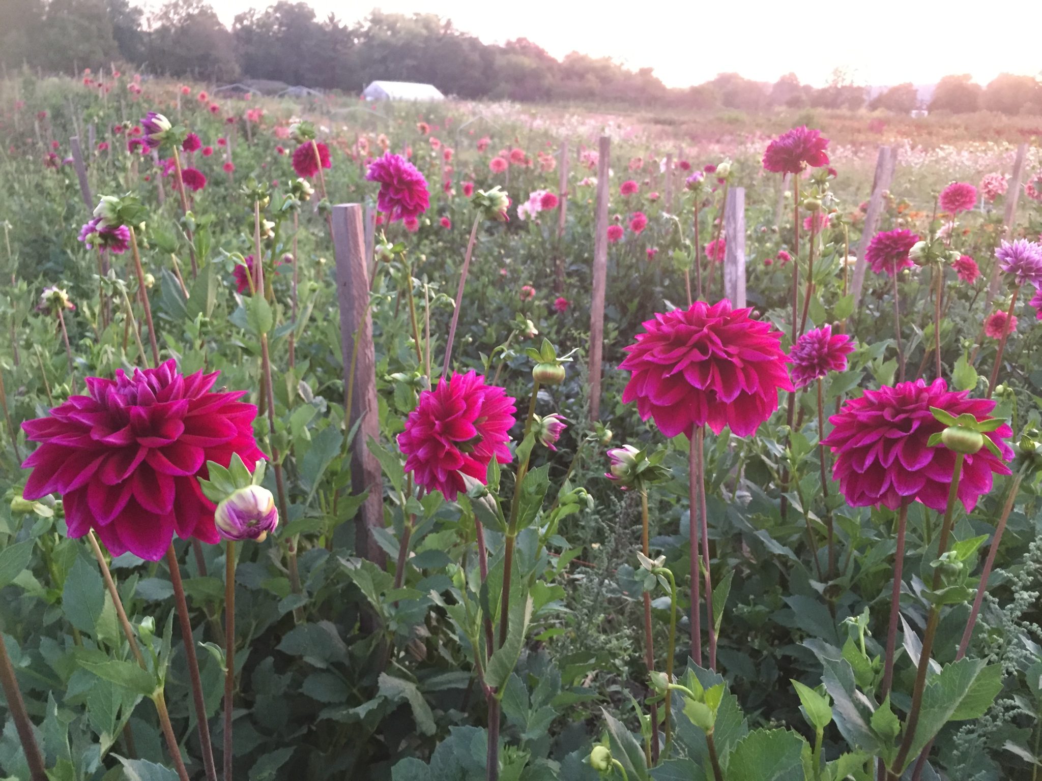 Boogie Nites, dahlia tuber - Image 2