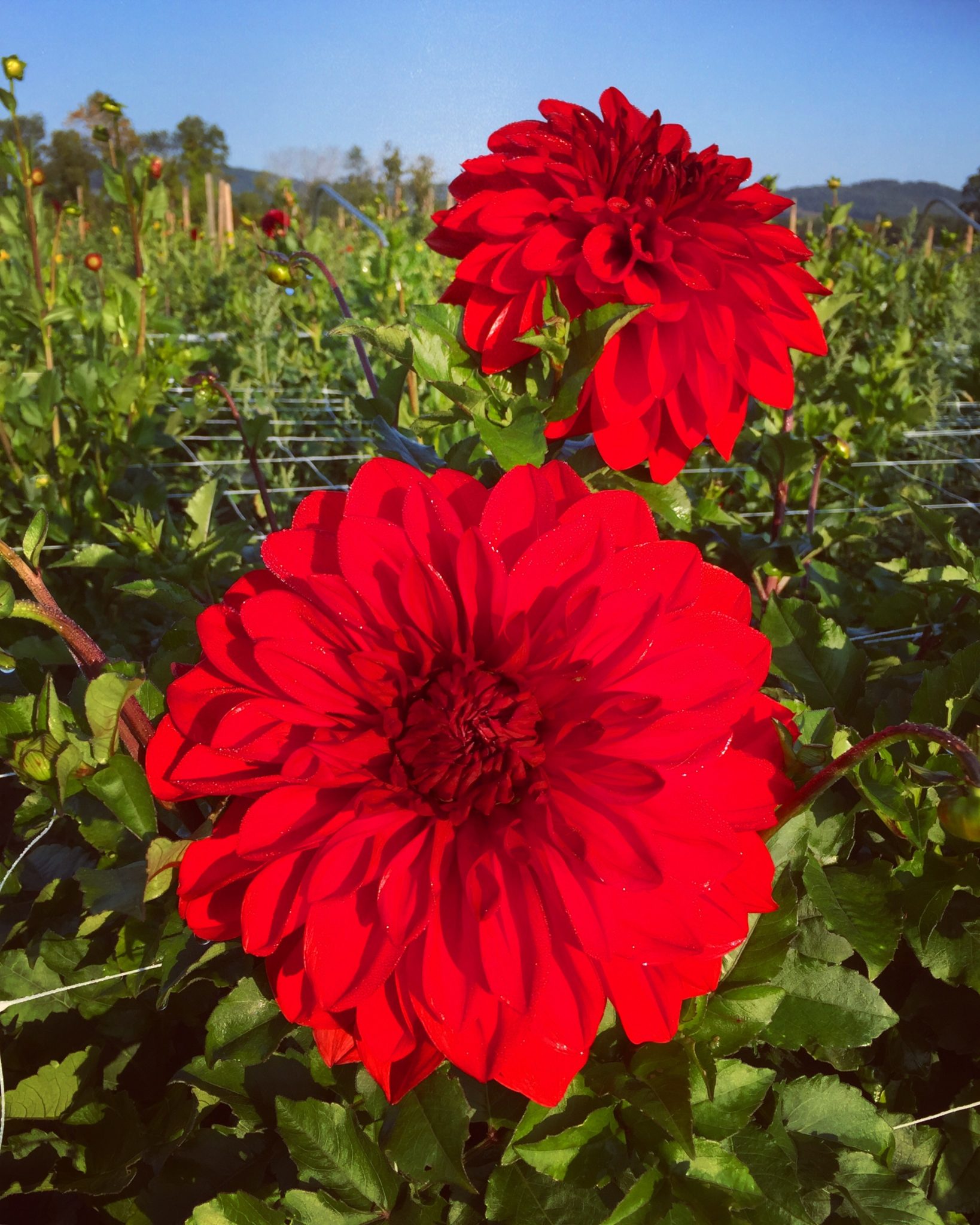 Drummer Boy, dahlia tuber