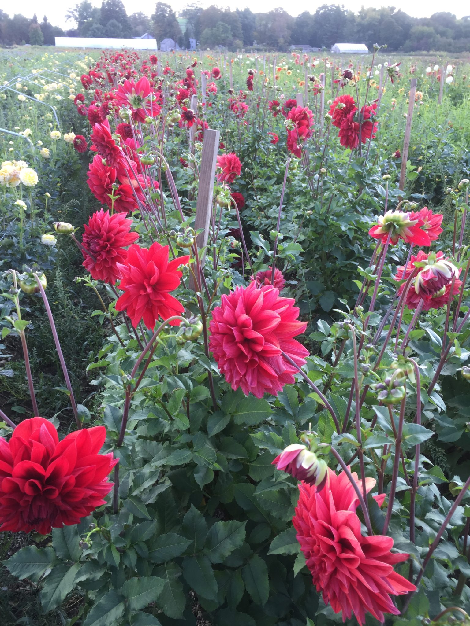 Drummer Boy, dahlia tuber - Image 2