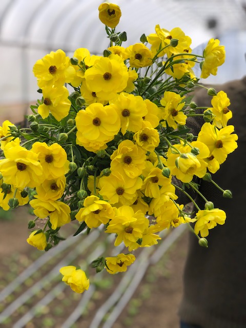 Butterfly Ranunculus- Yellow