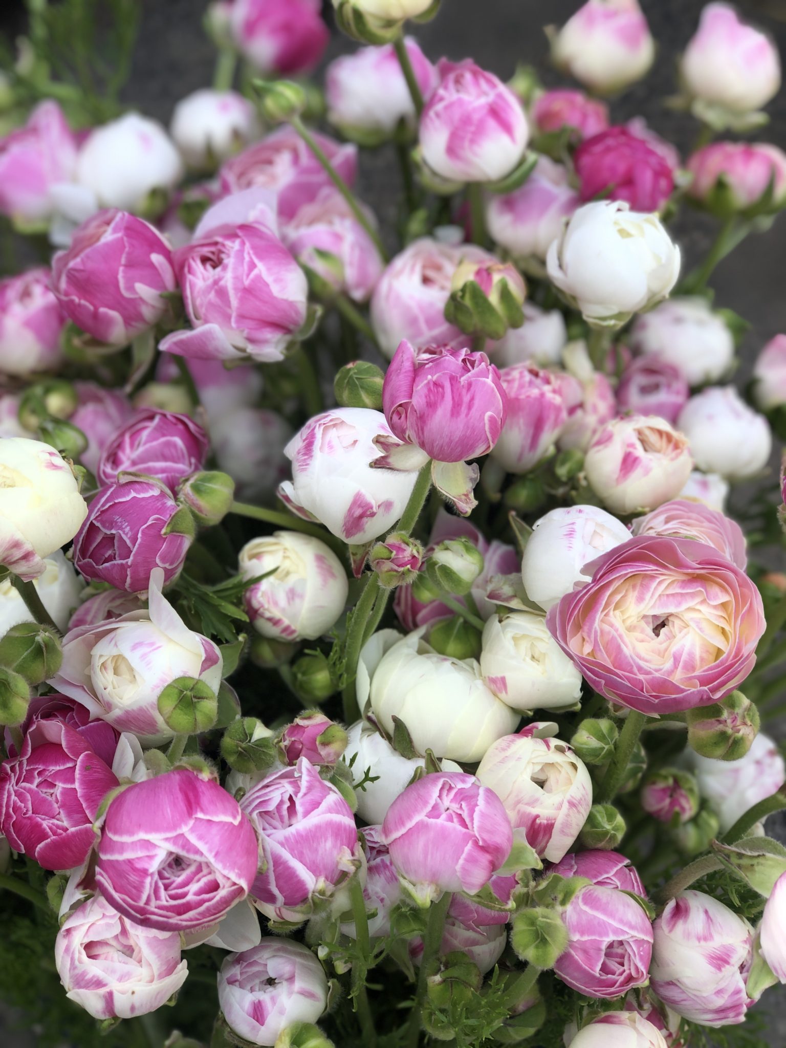 Ranunculus - 'Bianco Sfumato'