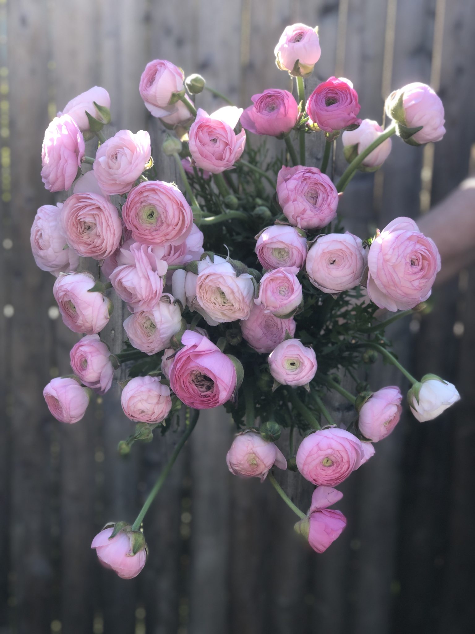 Ranunculus - Pink