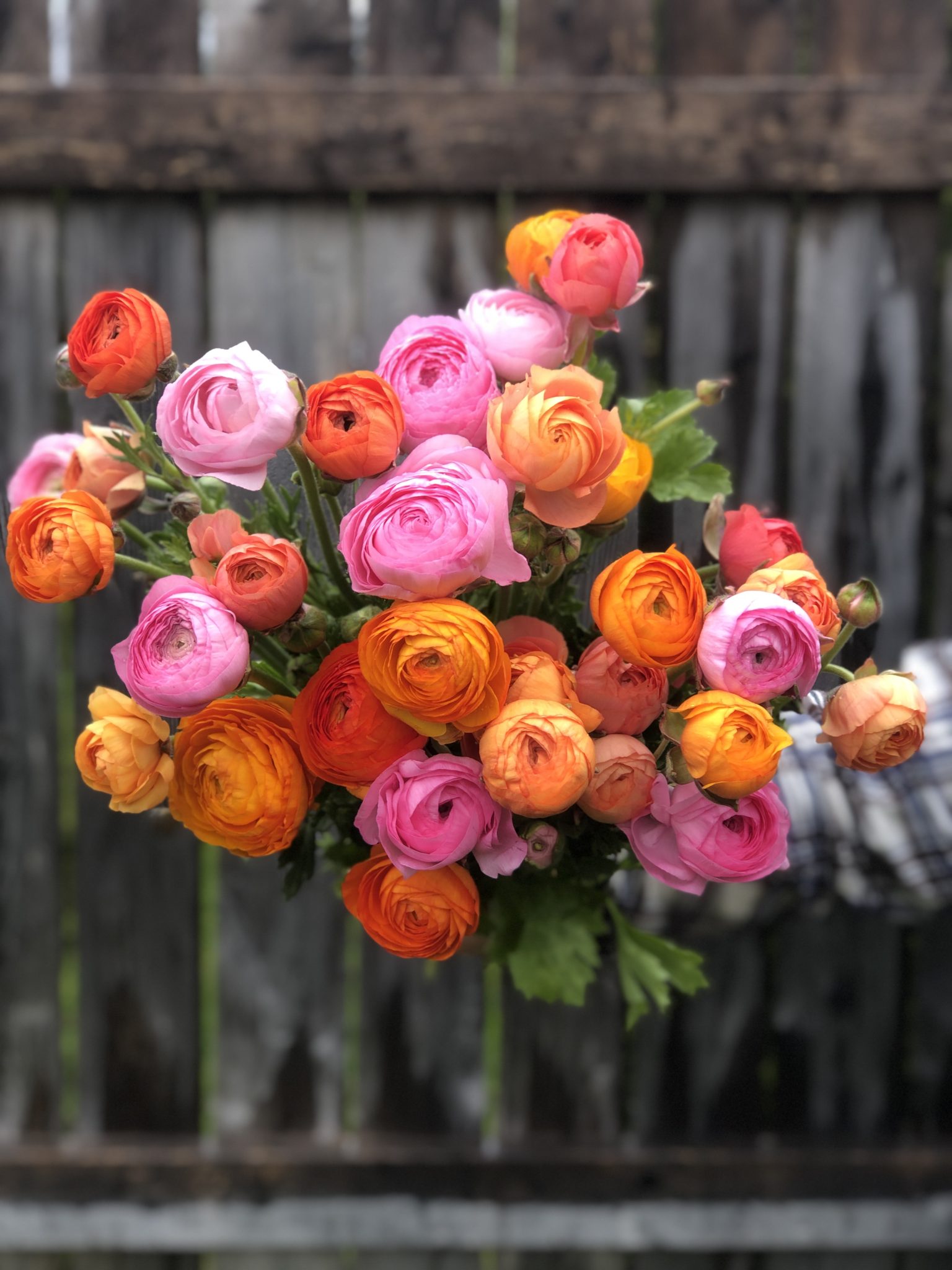 Ranunculus - Sorbet Mix - Image 2