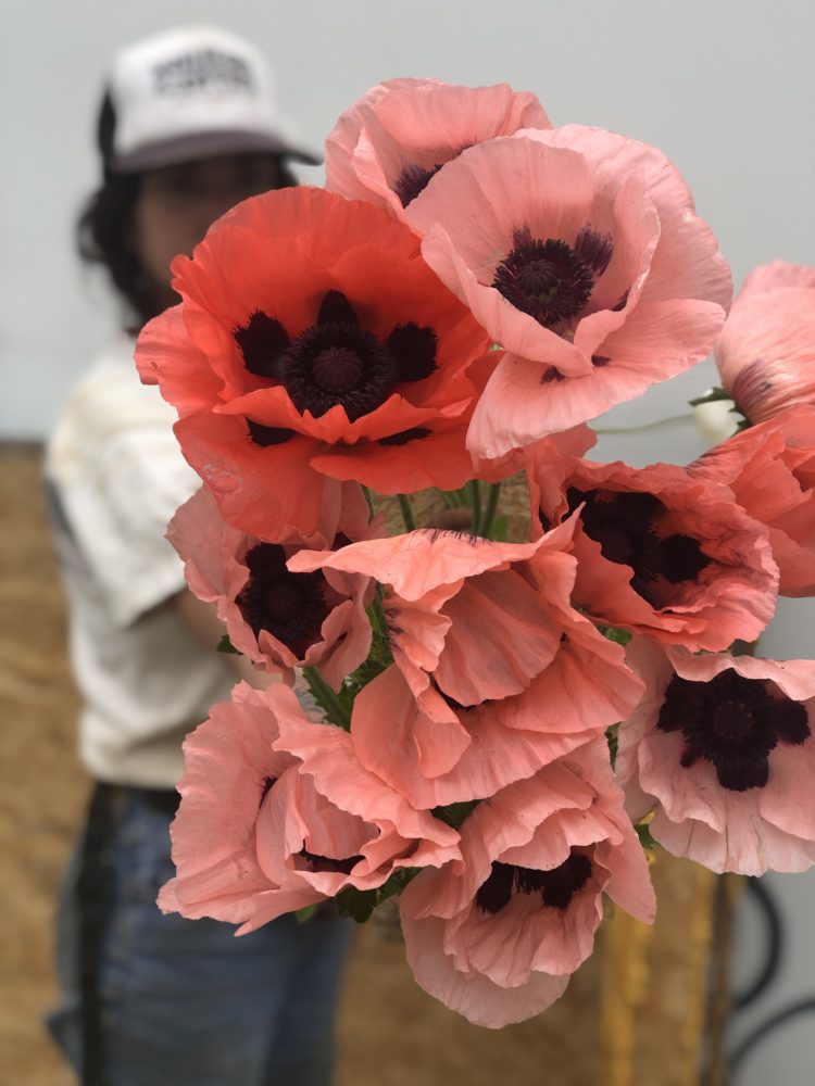Poppy 'Coral Reef'