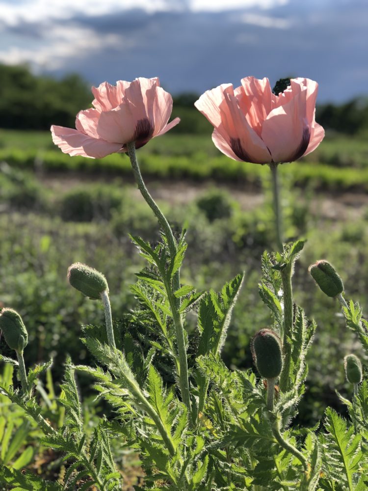 Poppy 'Coral Reef' - Image 2