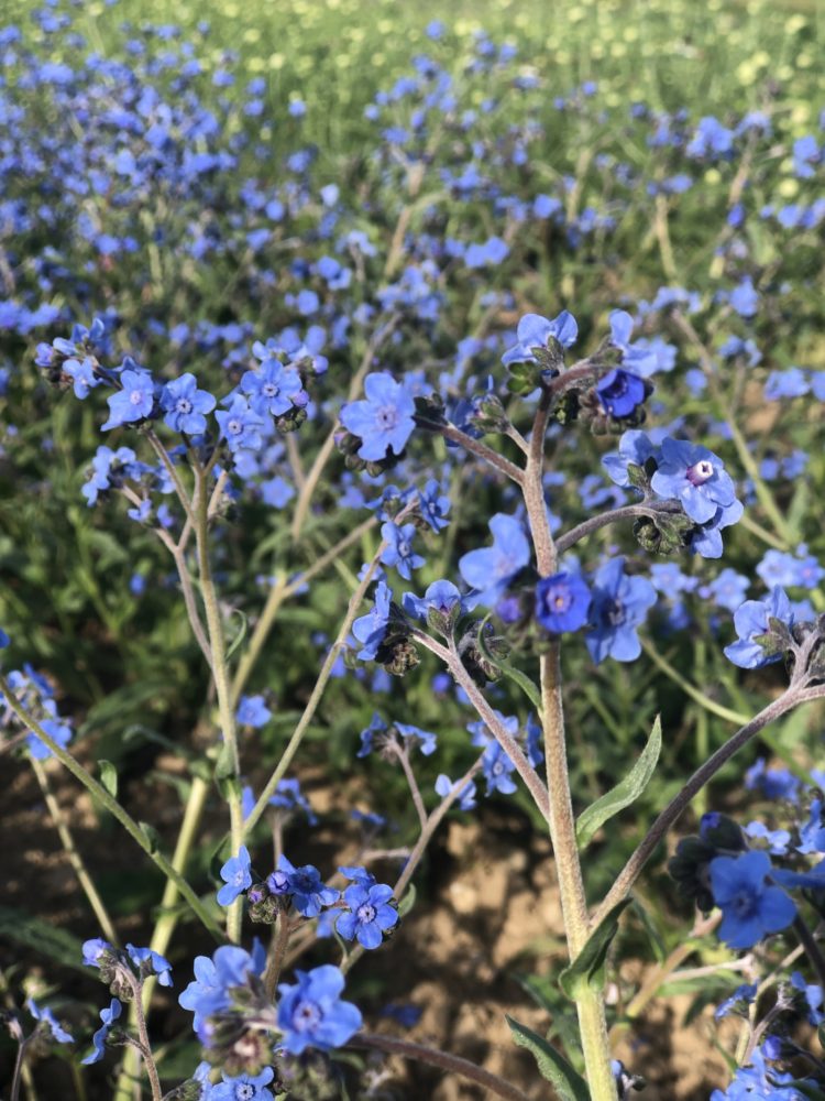 Seedling 4-pack: Forget-me-not 'Blue Showers'