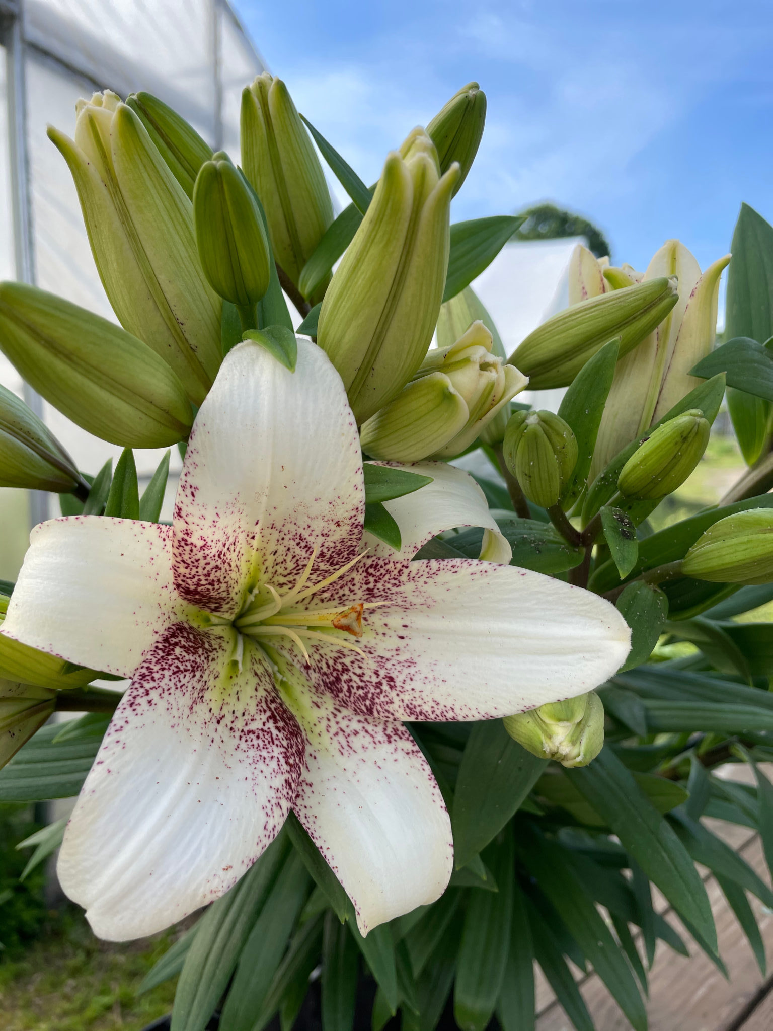 Lily 'Sweet Zanica'