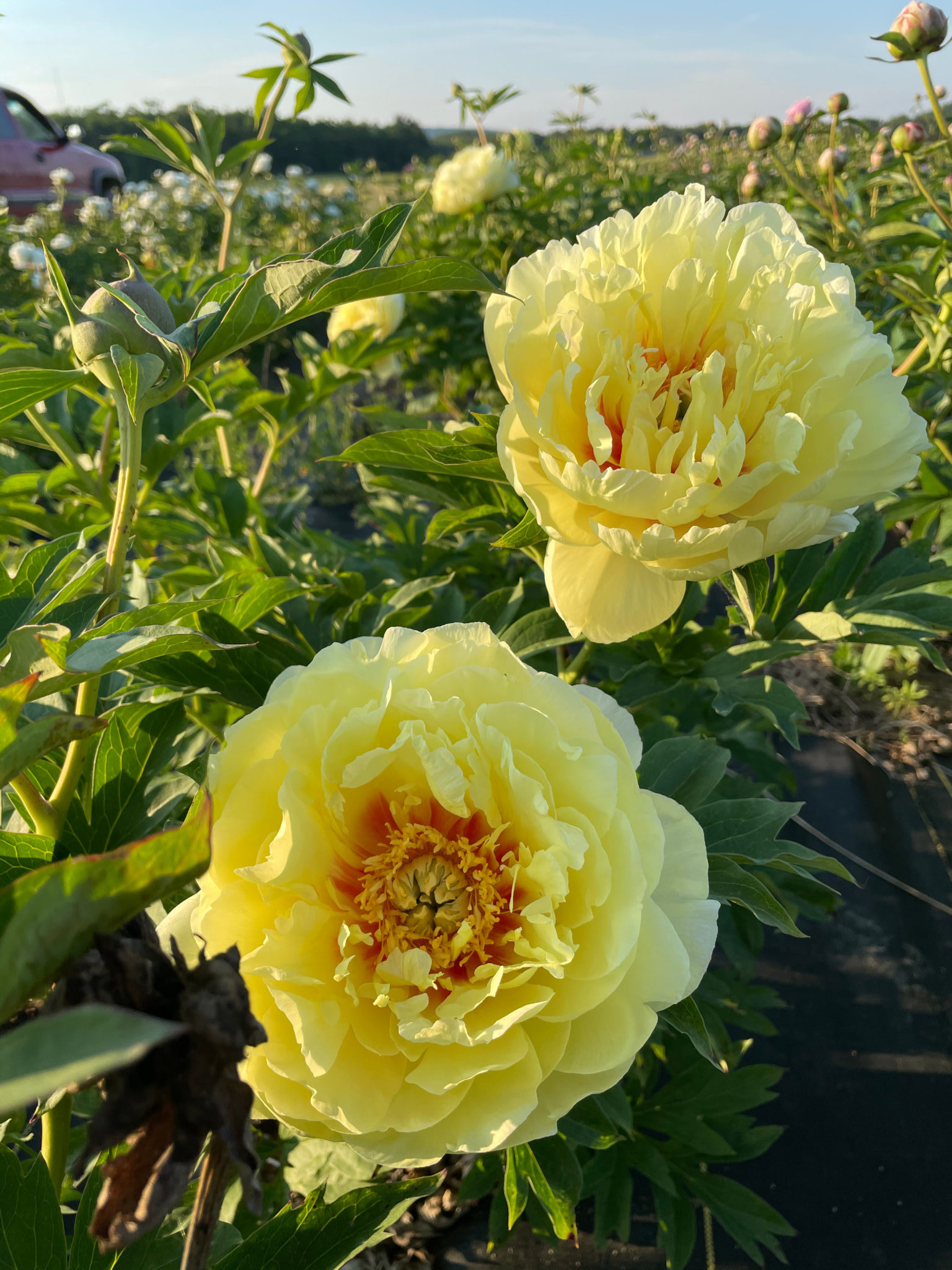 Peony 'Bartzella'