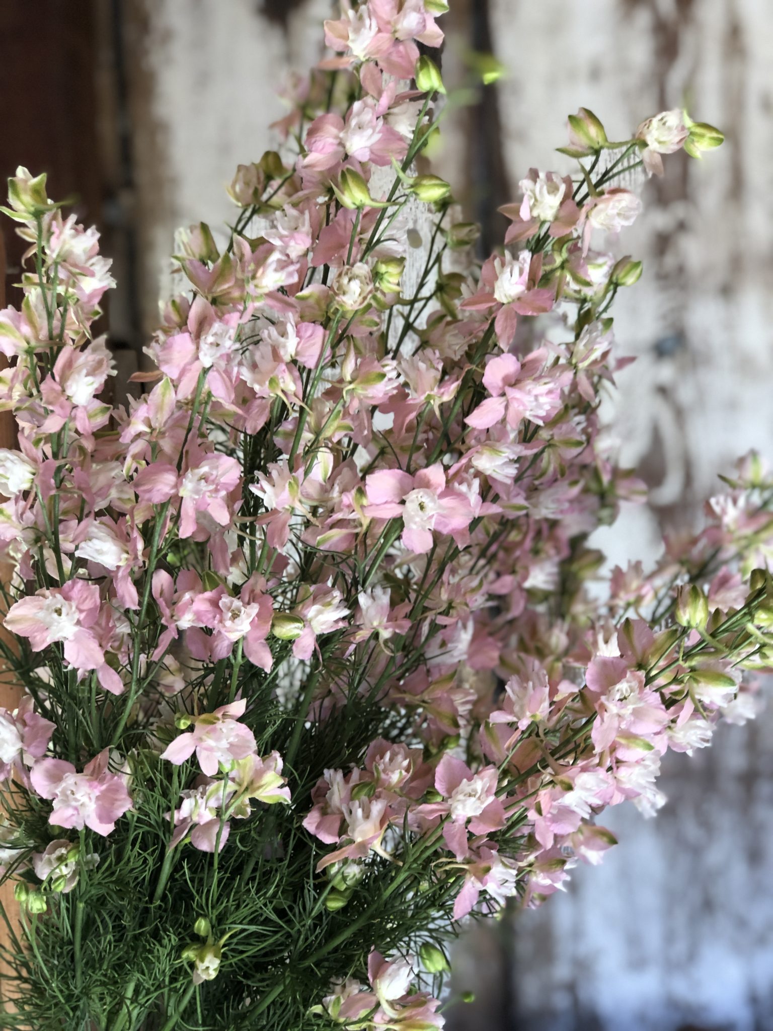 Larkspur 'Fancy Pink' - Image 2