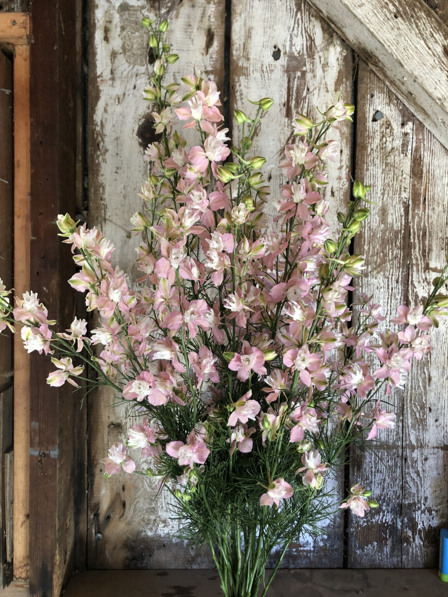 Larkspur 'Fancy Pink'