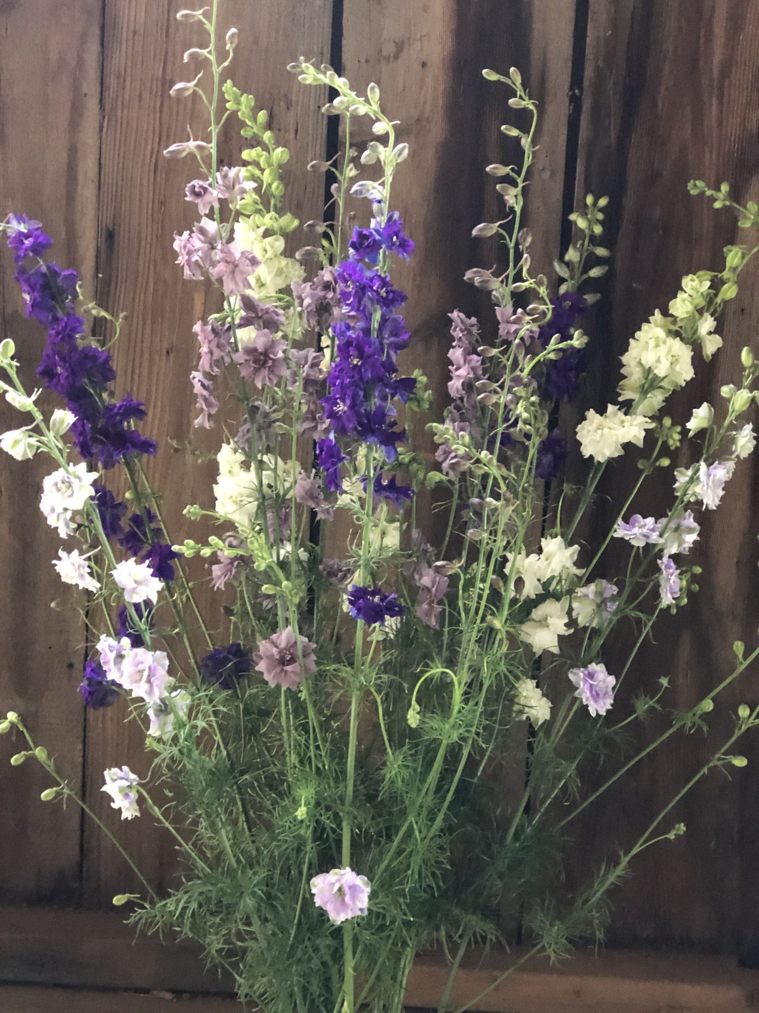 Larkspur - lavender/purple shades - Image 2