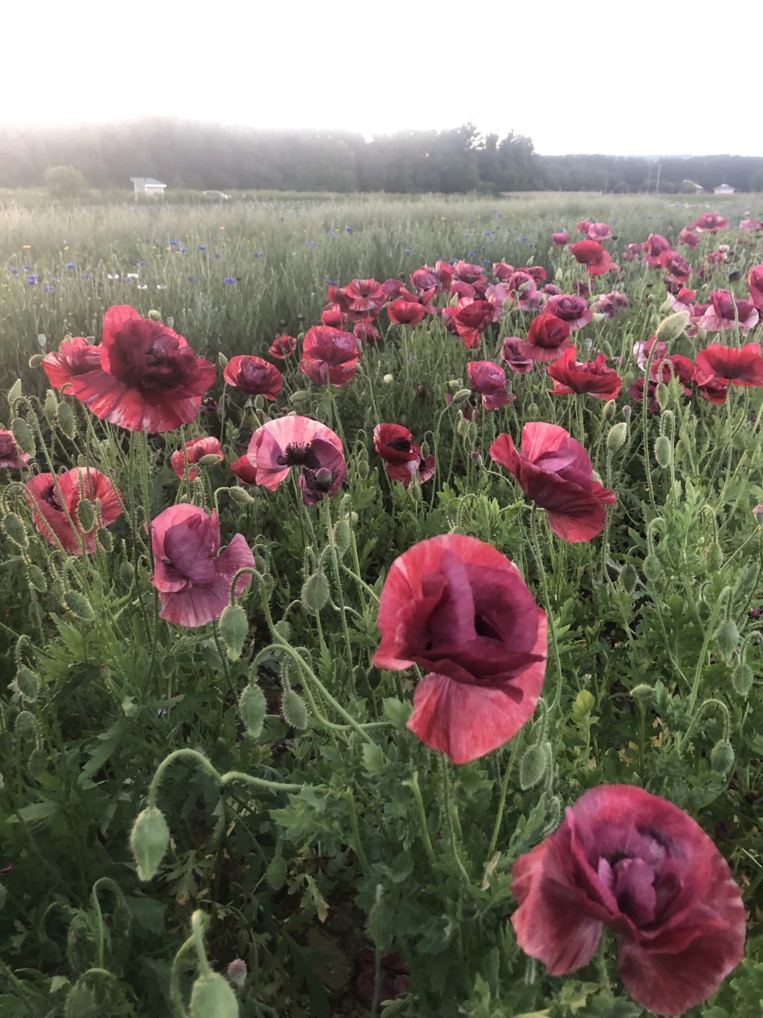 Poppy 'Pandora' - Image 2