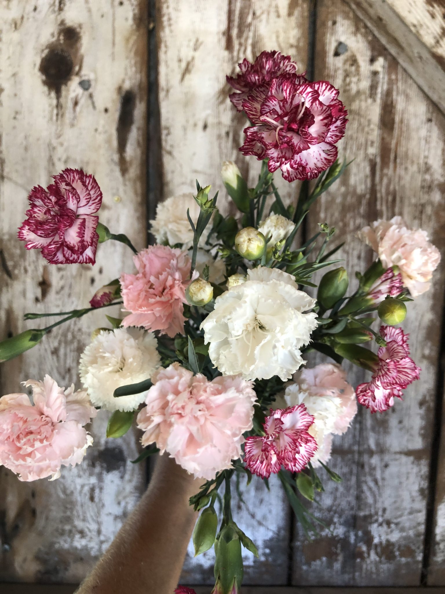 Carnation 'Chabaud' mix