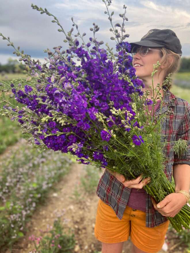 Seedling 4-pack: Larkspur, mix